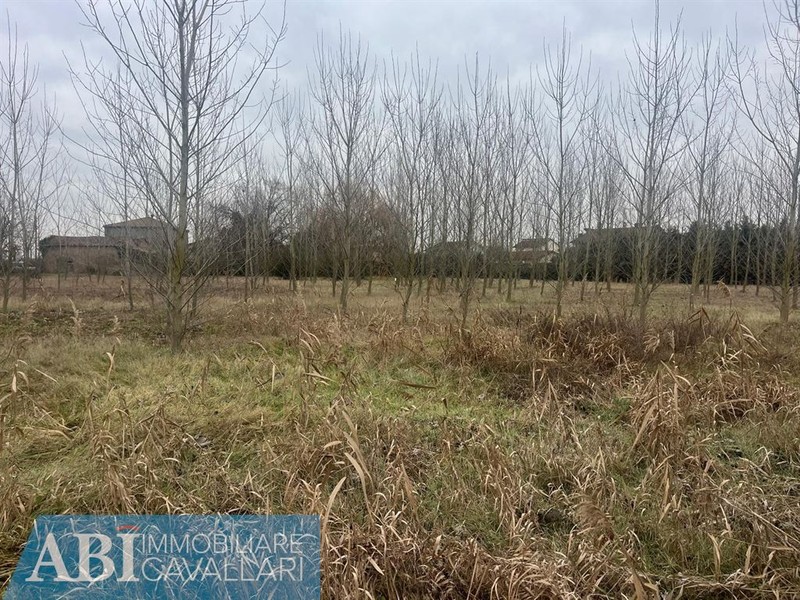 fotografie - terreno agricolo Conselice (RA) Lavezzola 