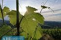 Immobile Commerciale Brisighella (RA)  