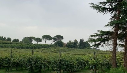 terreno agricolo Faenza (RA) 